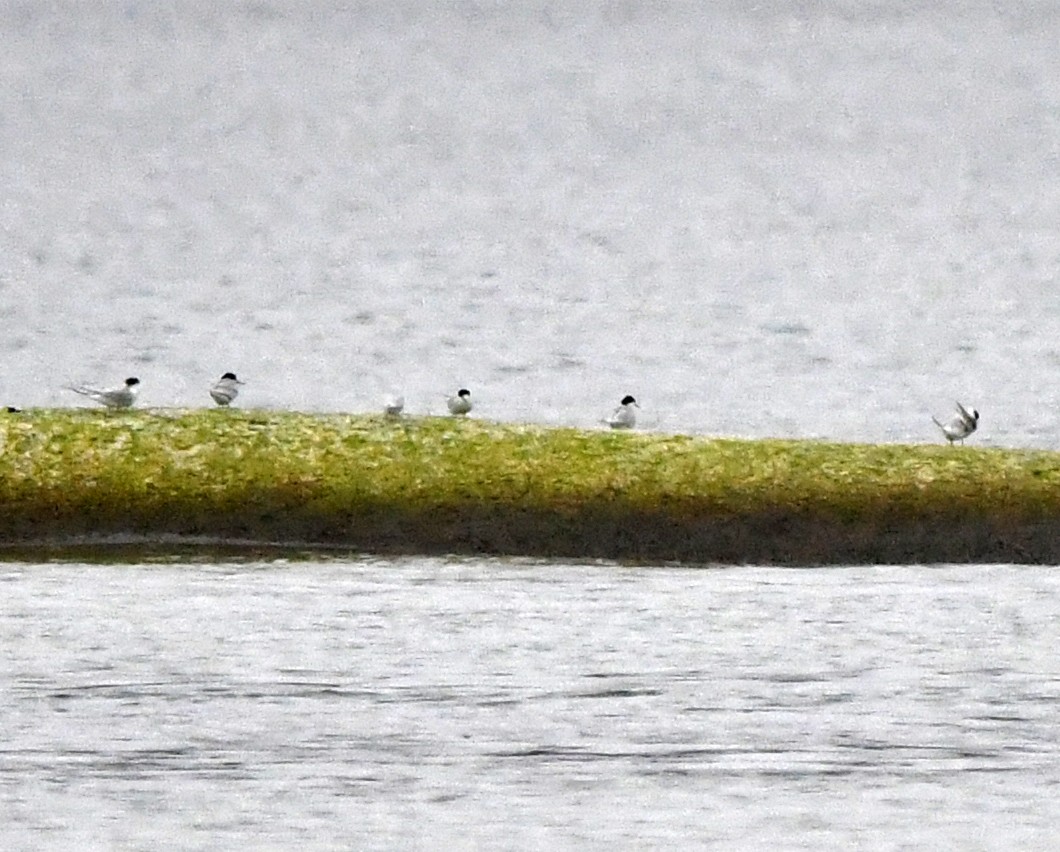 rybák australský - ML637751515