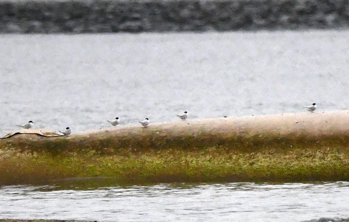 rybák australský - ML637751536