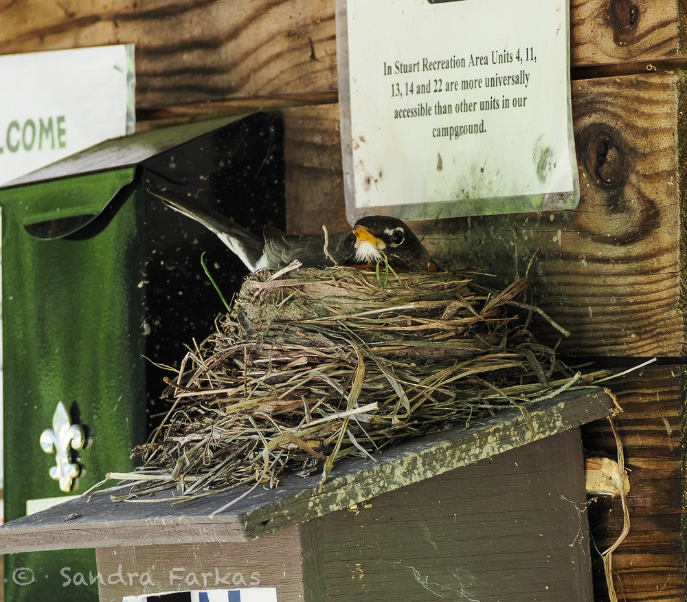 American Robin - ML637751541