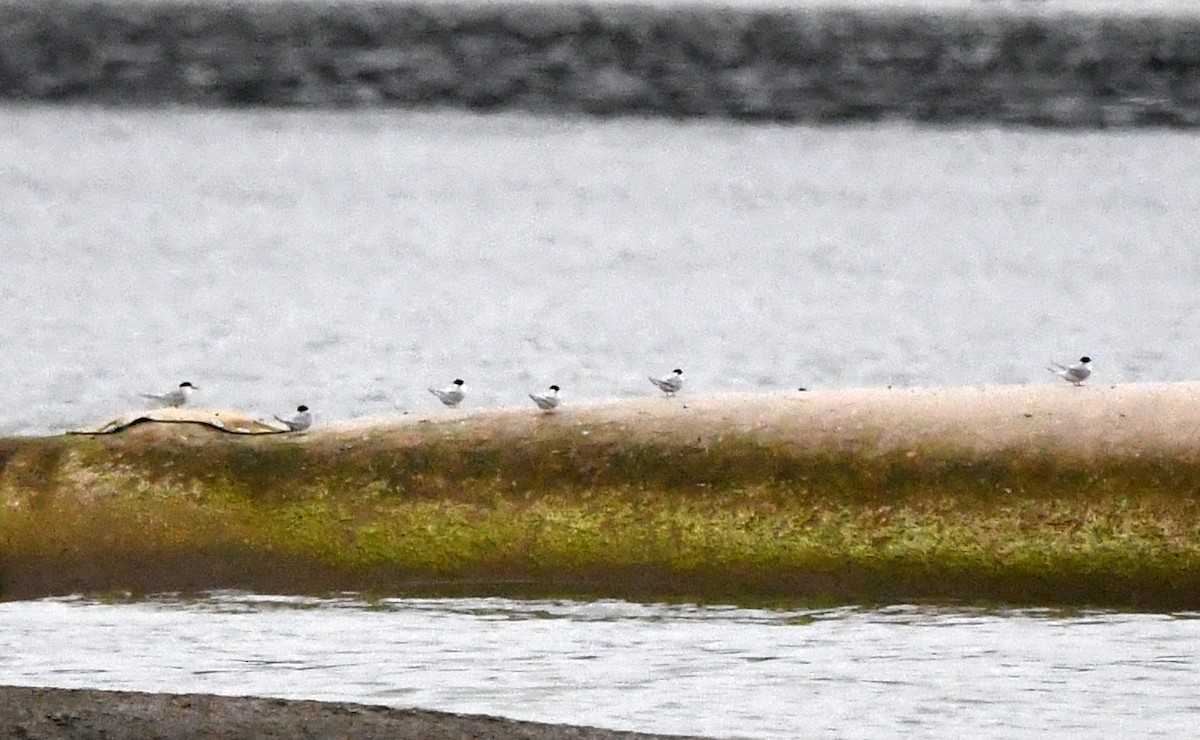 rybák australský - ML637751549