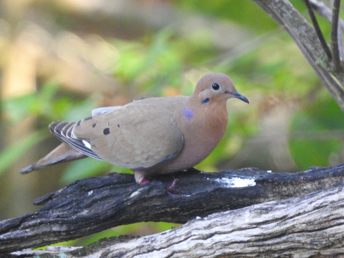 Zenaida Dove - ML637751565