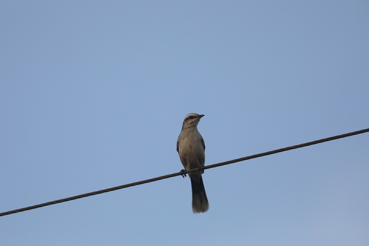 Camposspottdrossel - ML637751617