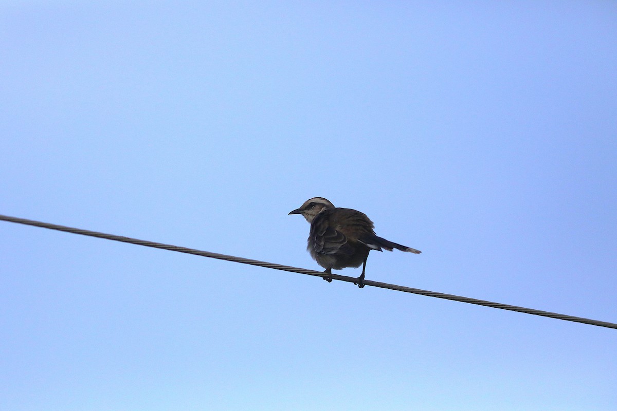 Camposspottdrossel - ML637751618