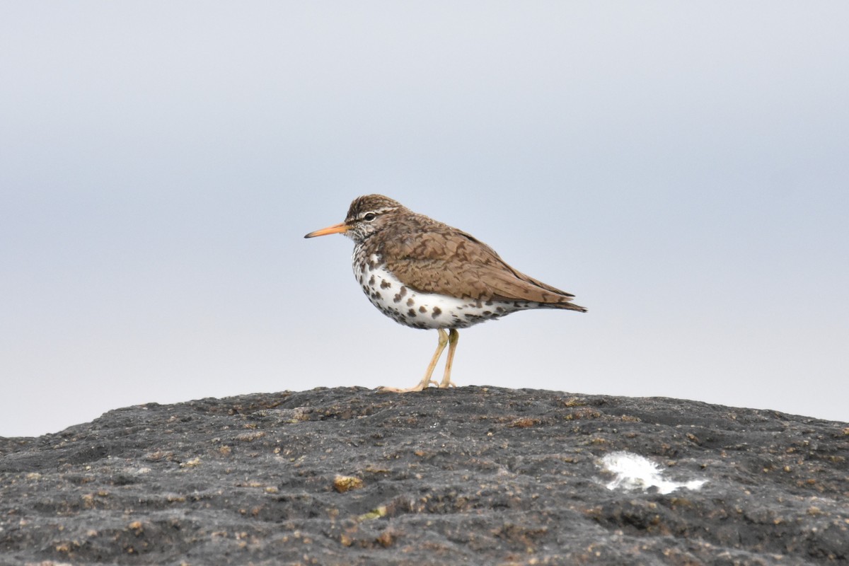 Drosseluferläufer - ML637751619