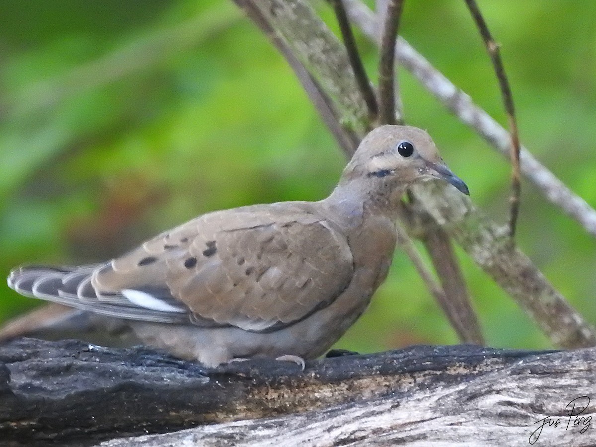 Zenaida Dove - ML637751644