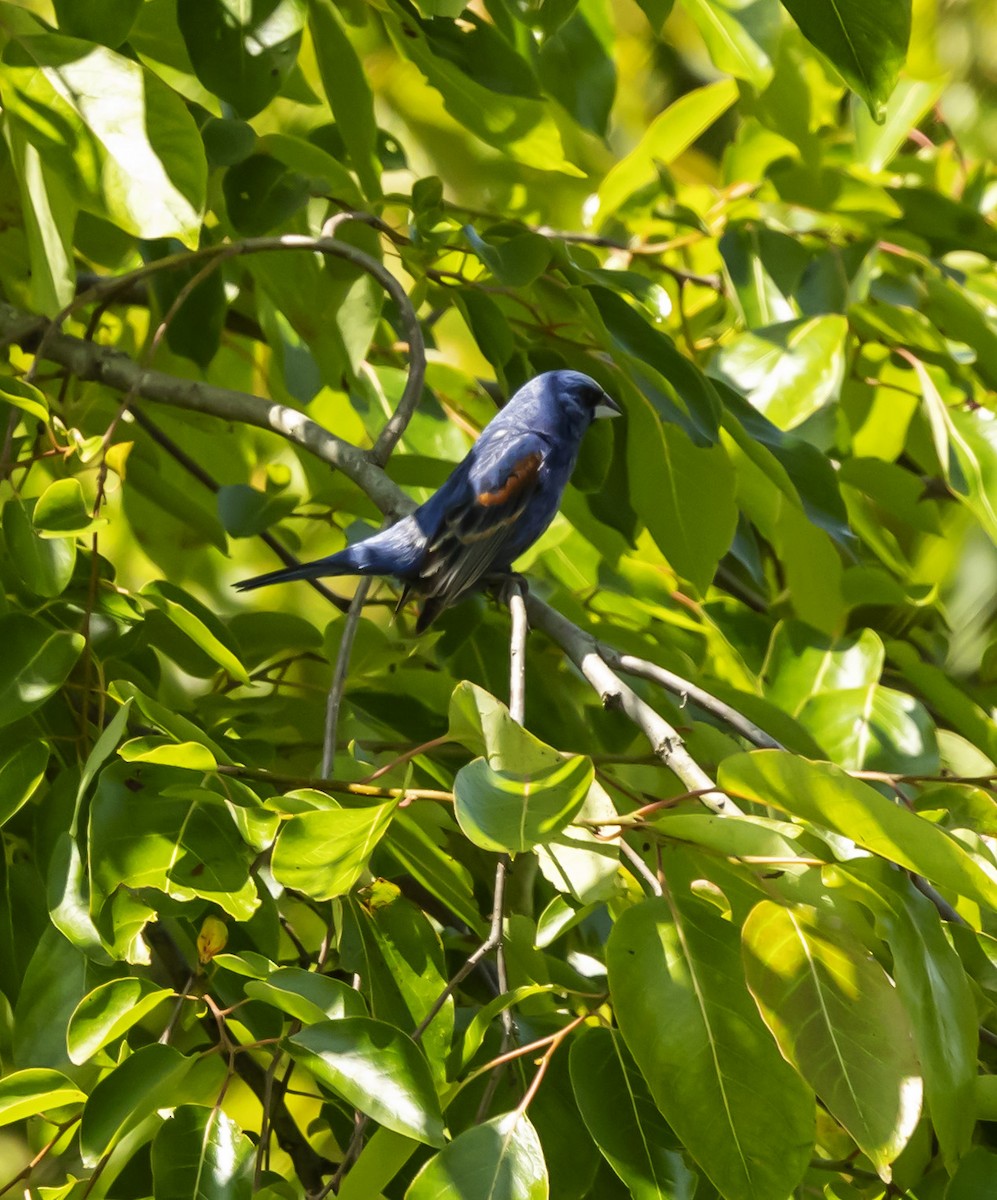 Blue Grosbeak - ML637751646