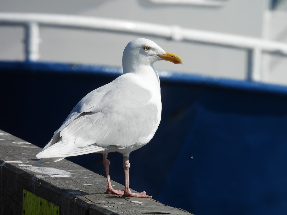 Glaucous Gull - ML637751657