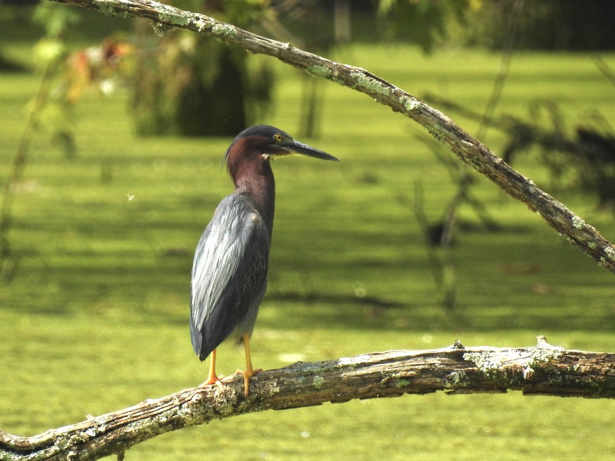Green Heron - ML637751730
