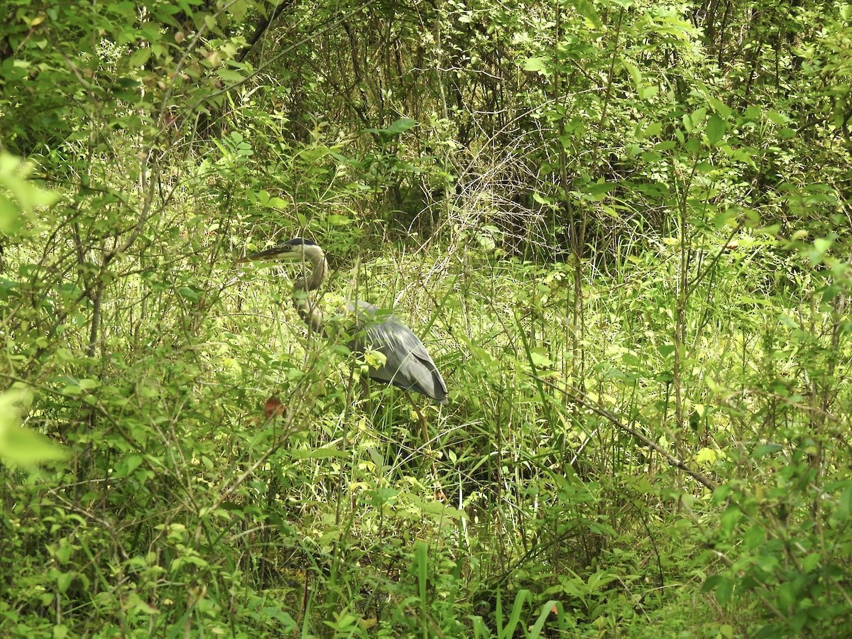 Great Blue Heron - ML637751742