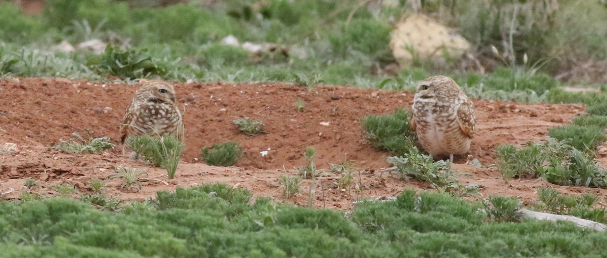 Burrowing Owl - ML637751763