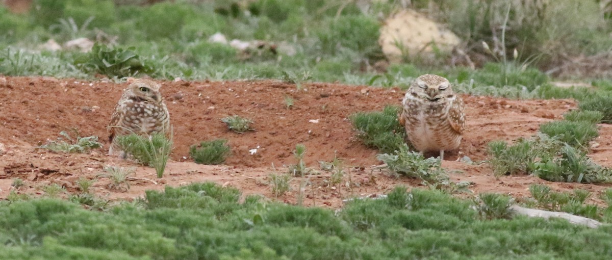 Burrowing Owl - ML637751764
