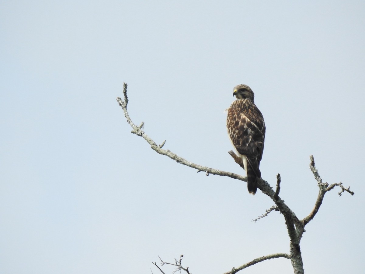 Red-shouldered Hawk - ML637751765