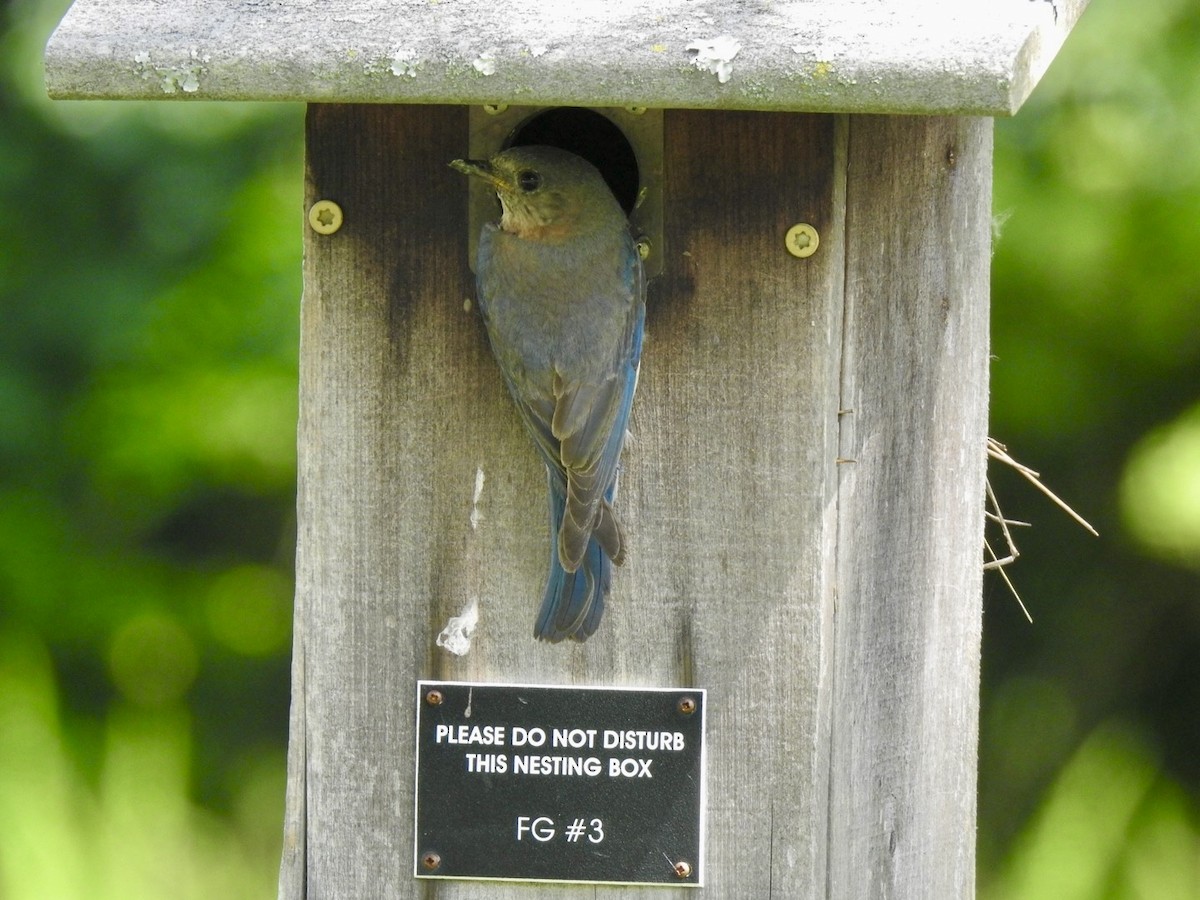Eastern Bluebird - ML637751778