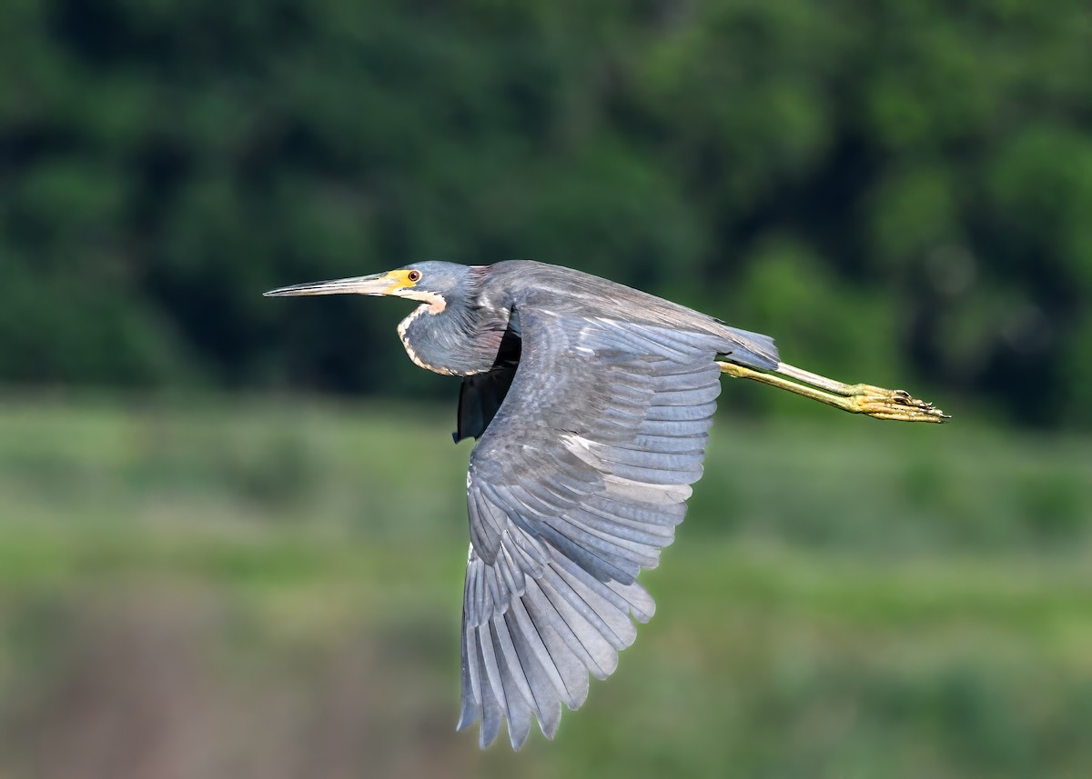 Tricolored Heron - ML637751788