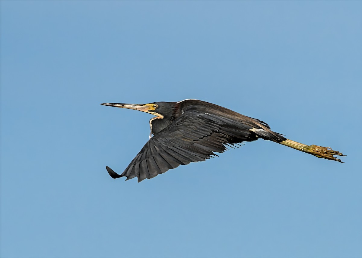 Tricolored Heron - ML637751789