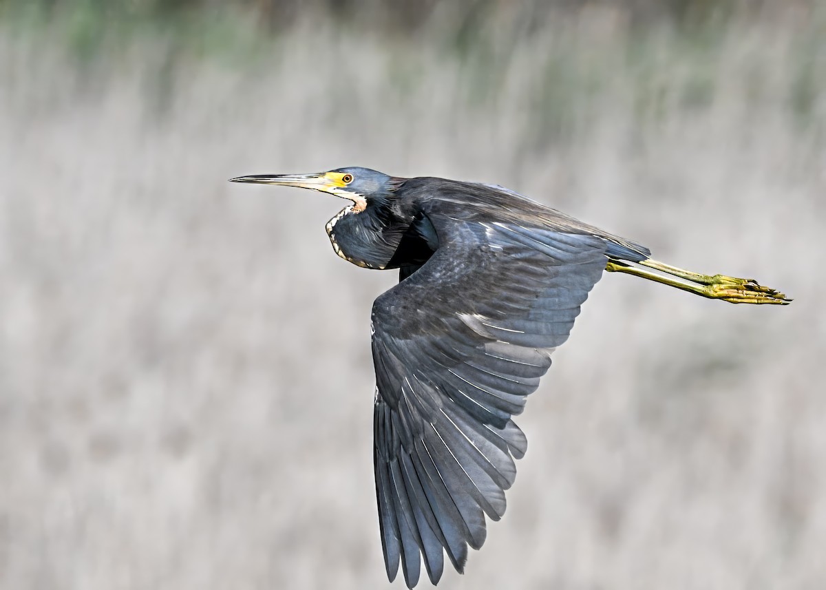 Tricolored Heron - ML637751790