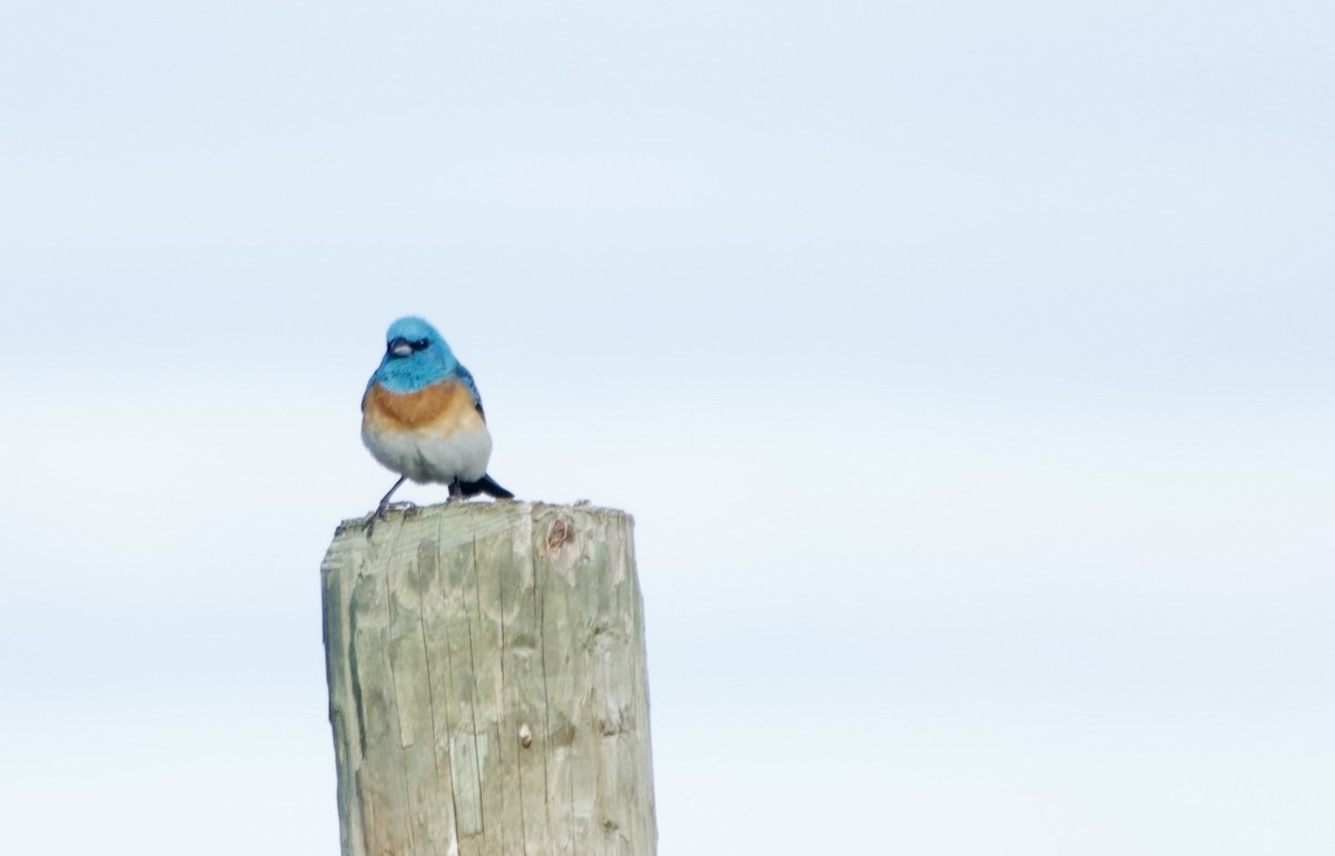 Lazuli Bunting - ML637751796