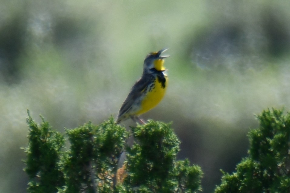 Western Meadowlark - ML637751798