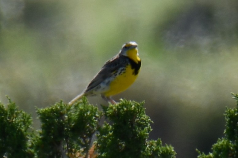 Western Meadowlark - ML637751799