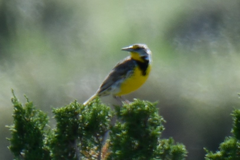Western Meadowlark - ML637751800