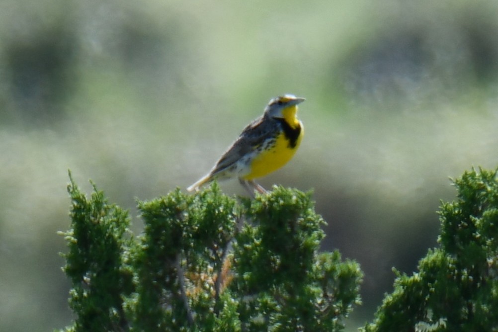Western Meadowlark - ML637751801