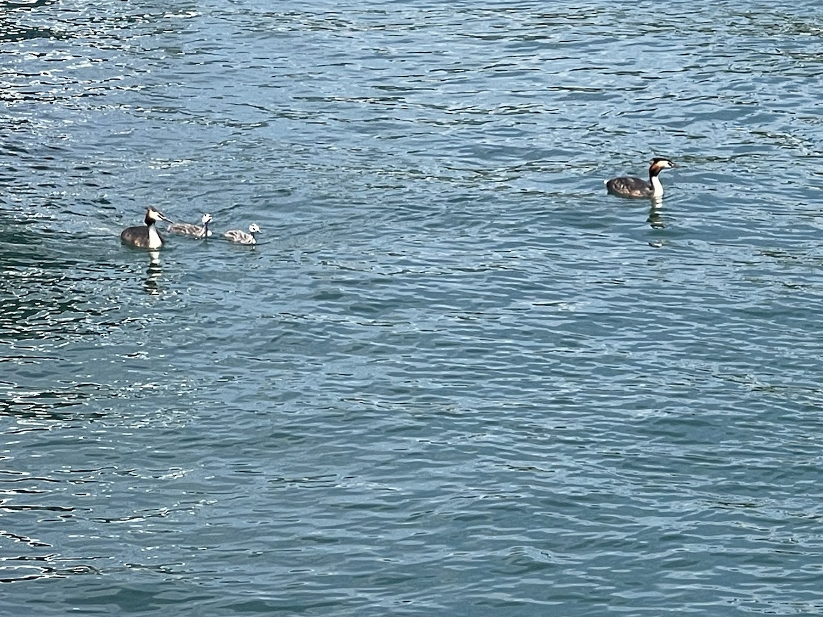 Great Crested Grebe - ML637751823