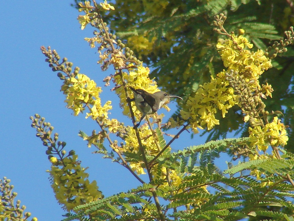 White-bellied Sunbird - ML637751874