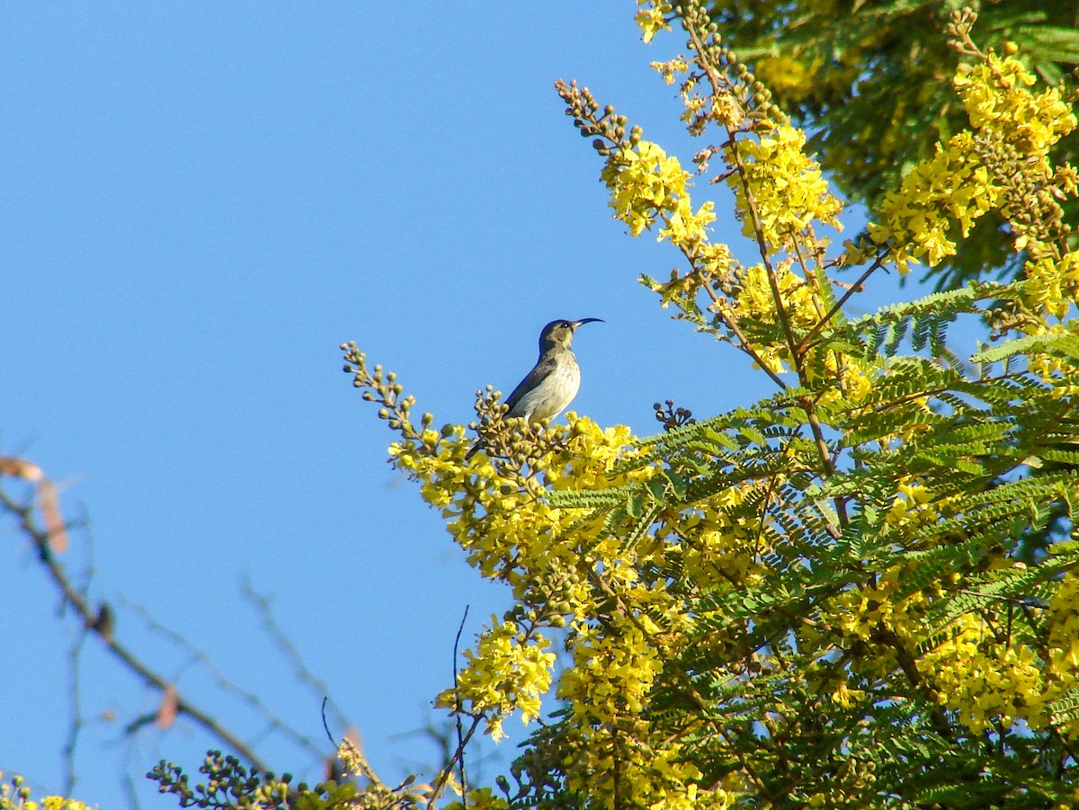 White-bellied Sunbird - ML637751875