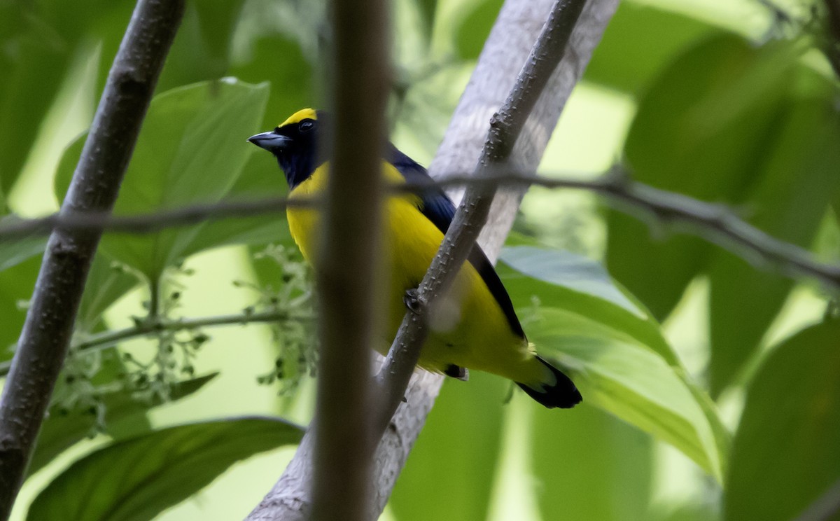 Scrub Euphonia - ML637751905