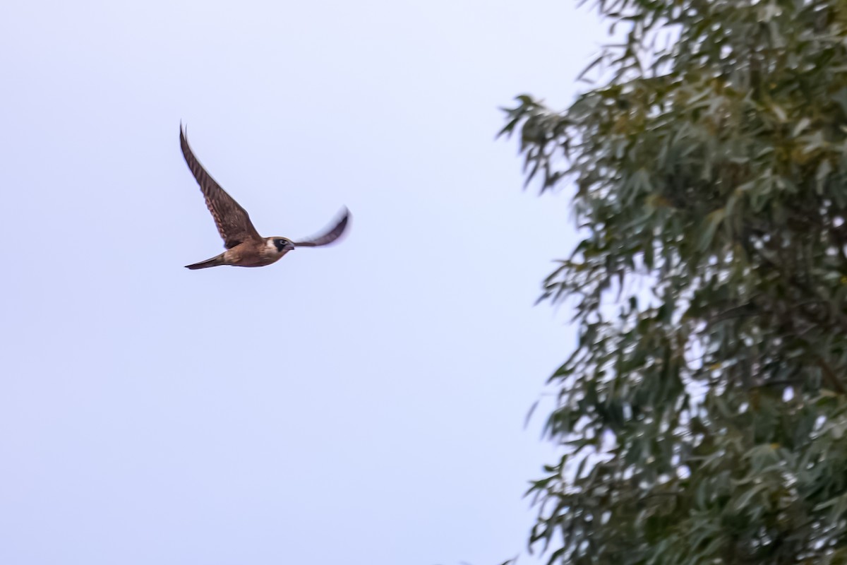Australian Hobby - ML637751992