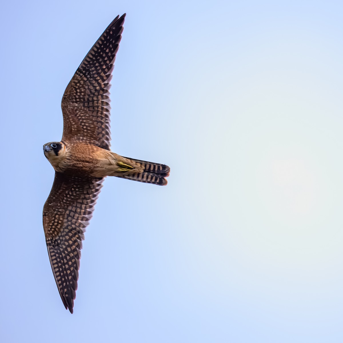 Australian Hobby - ML637751994