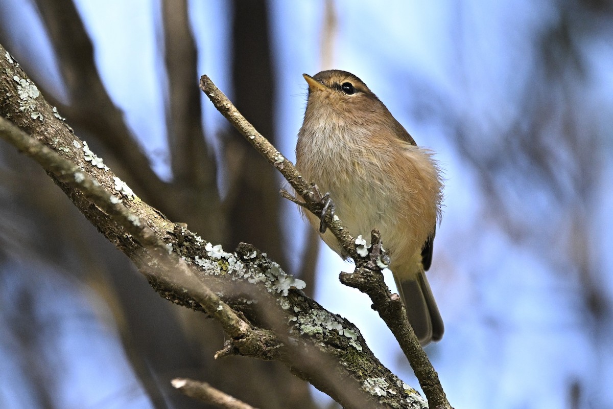 Brown Woodland-Warbler - ML637752000