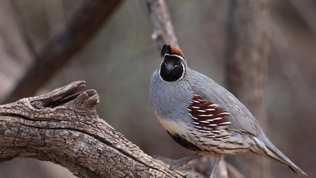 Gambel's Quail - ML637752001