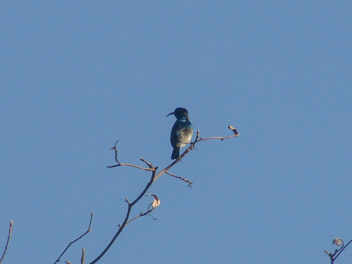 White-bellied Sunbird - ML637752028