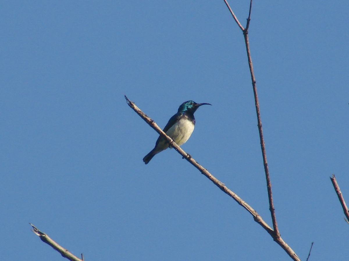 White-bellied Sunbird - ML637752029