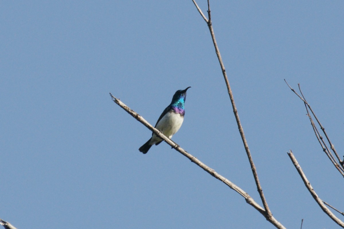 White-bellied Sunbird - ML637752030