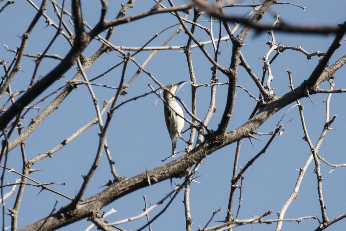 White-bellied Sunbird - ML637752048