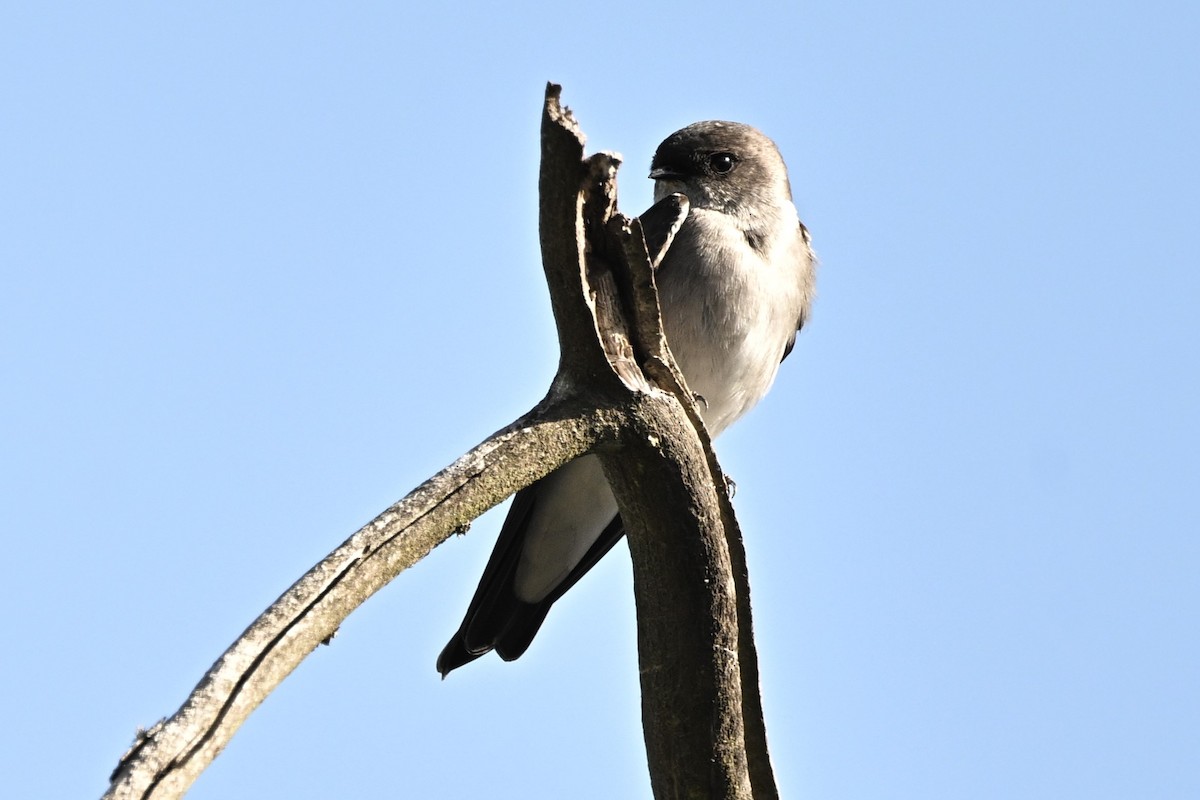 Ethiopian Martin (undescribed form) - ML637752056