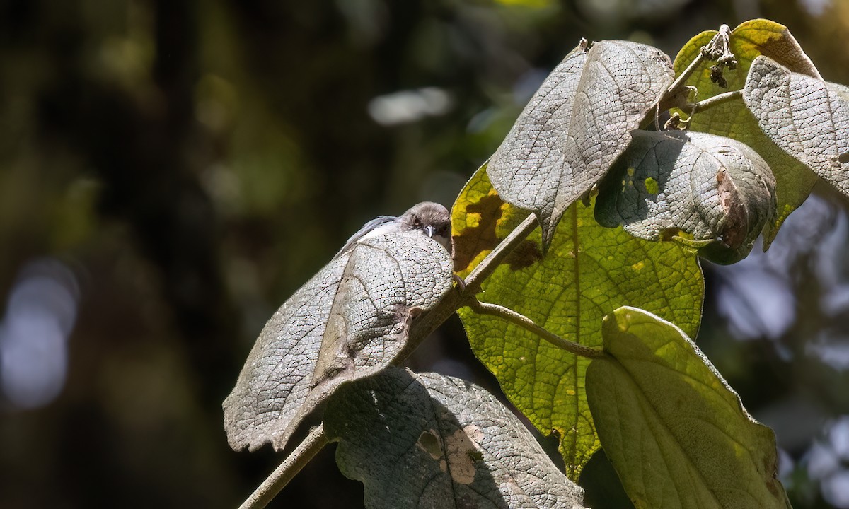 Нікорник сірий (підвид cinerea/funebris) - ML637752136