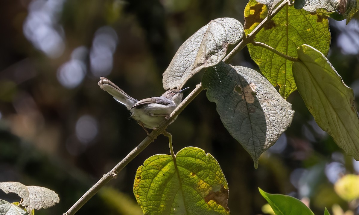 Нікорник сірий (підвид cinerea/funebris) - ML637752137