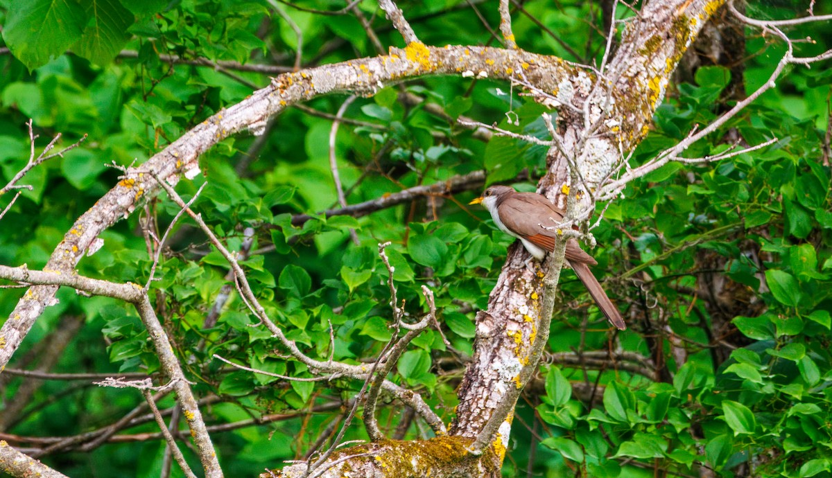 Cuculo americano - ML637752219