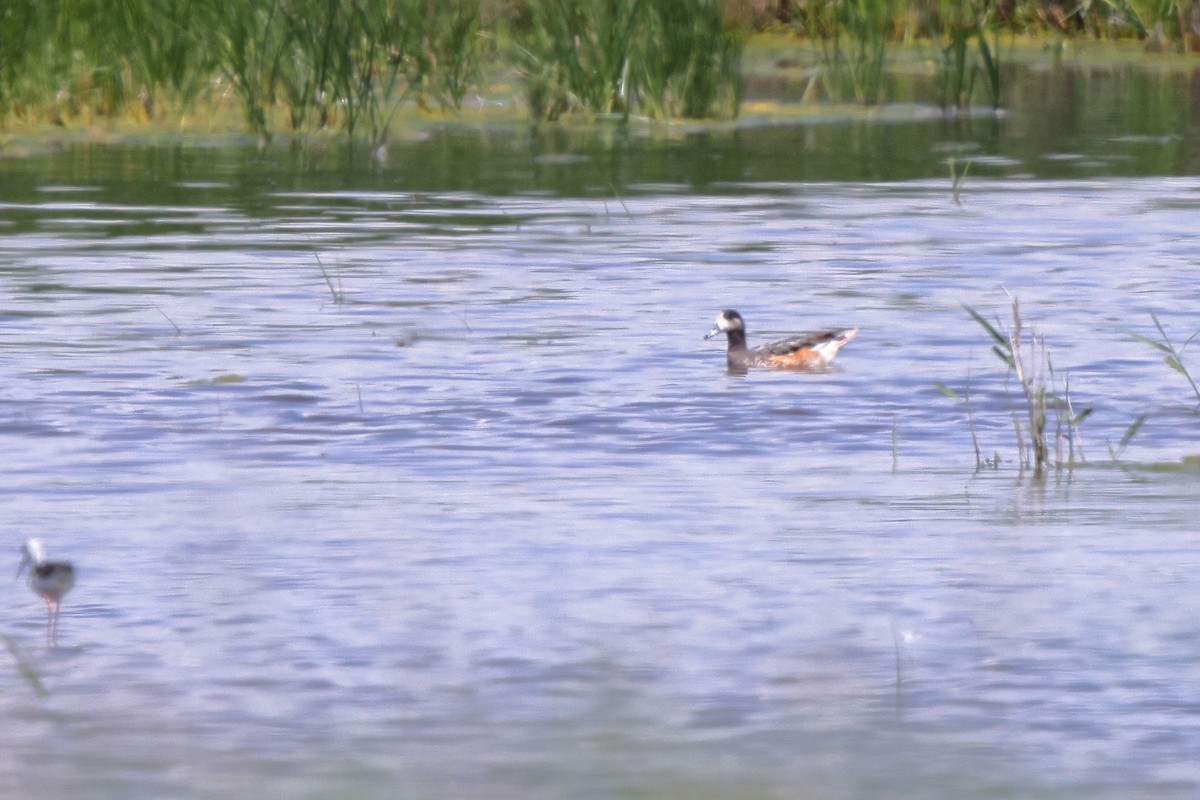 Fischione del Cile - ML637752225