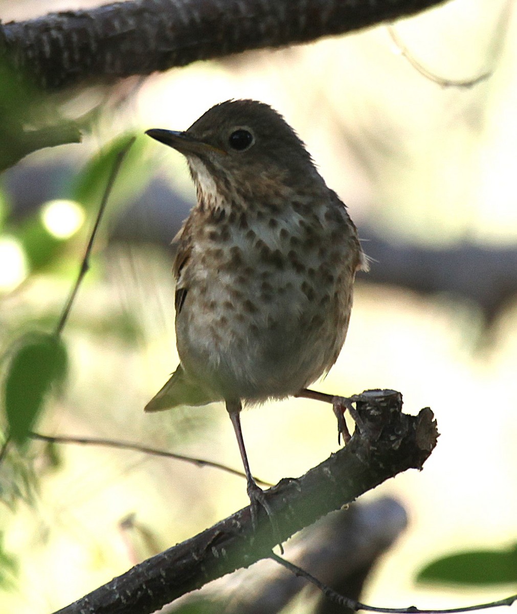 Swainson's Thrush - ML637752242