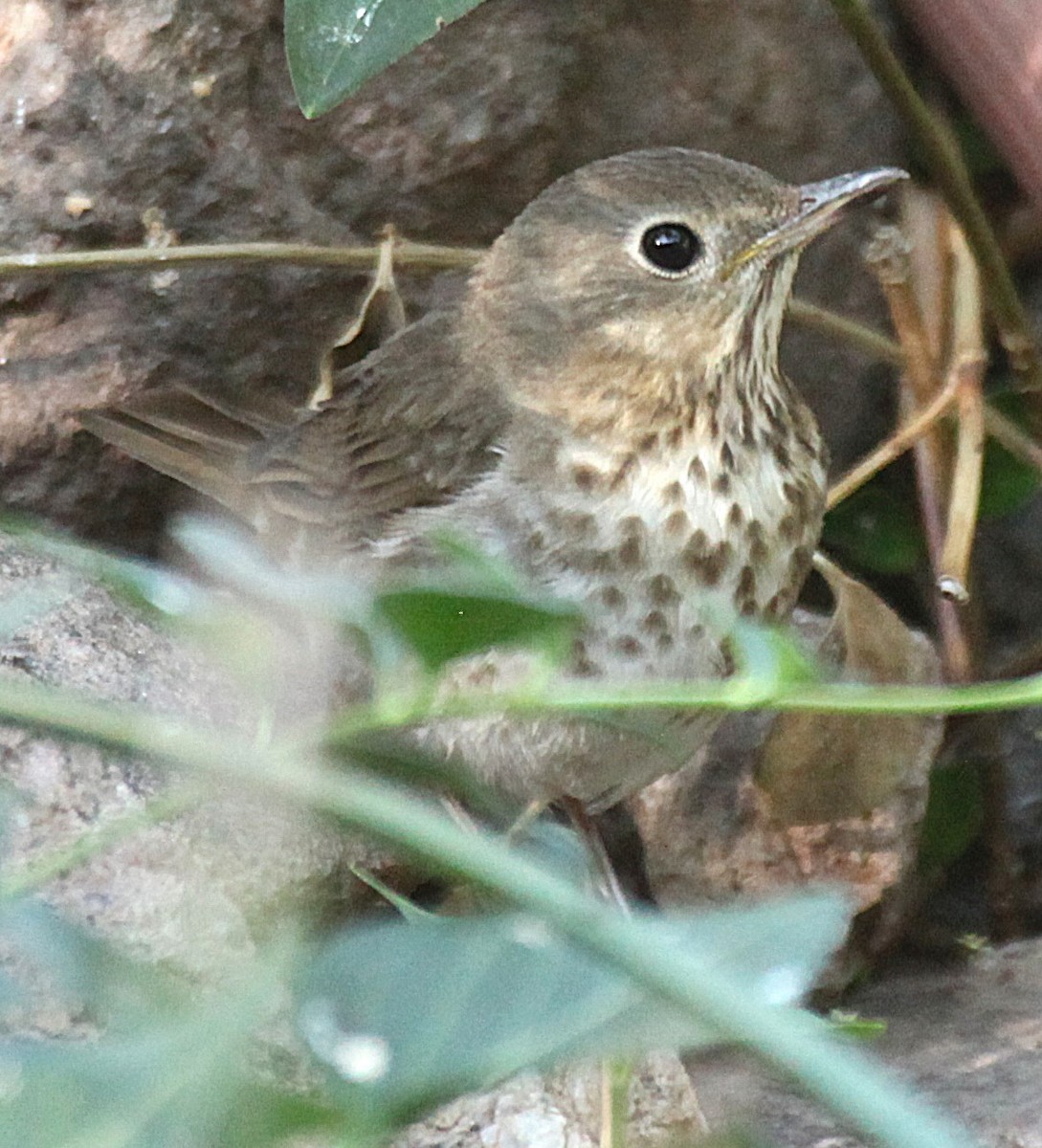 Swainson's Thrush - ML637752243