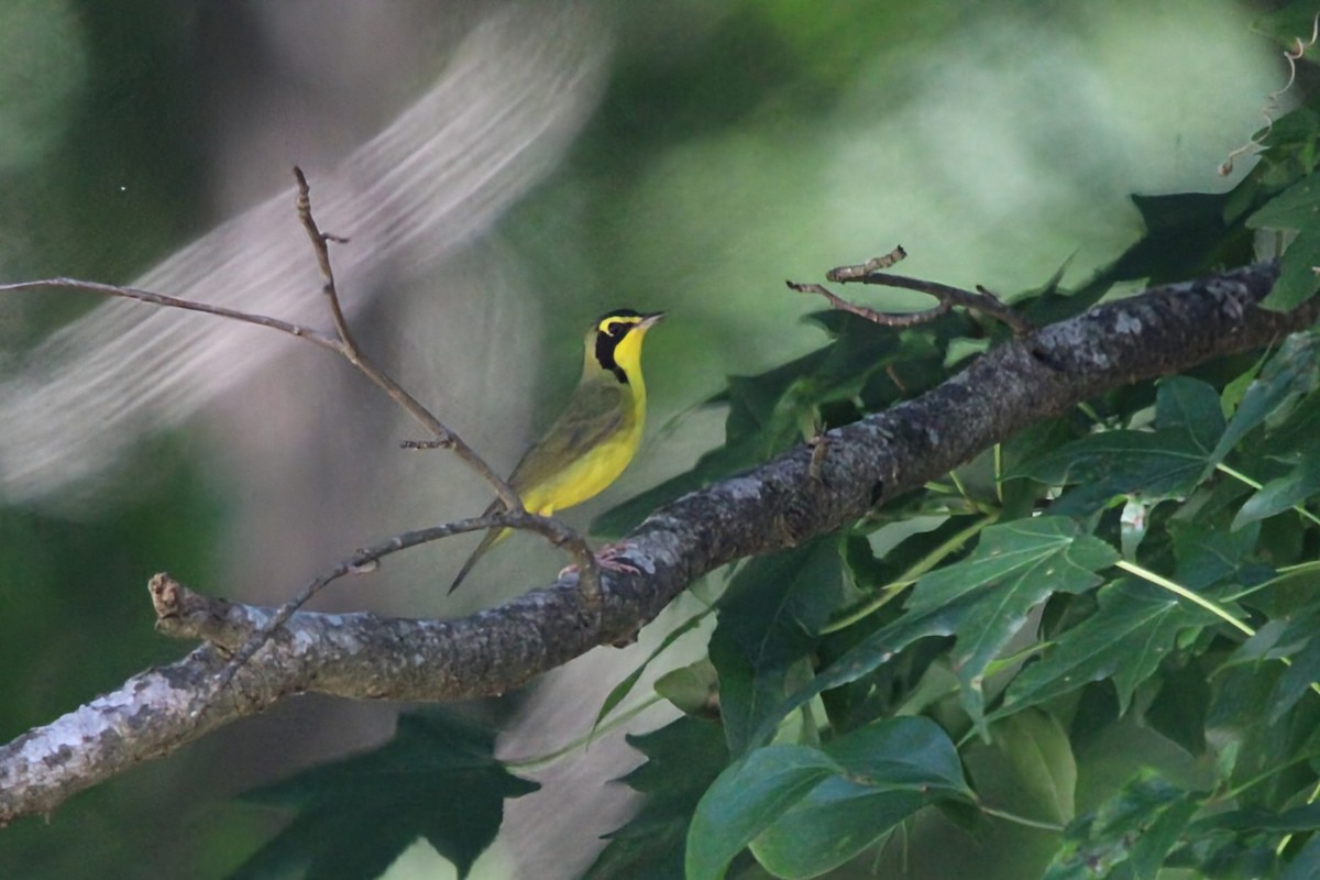 Kentucky Warbler - ML637752251
