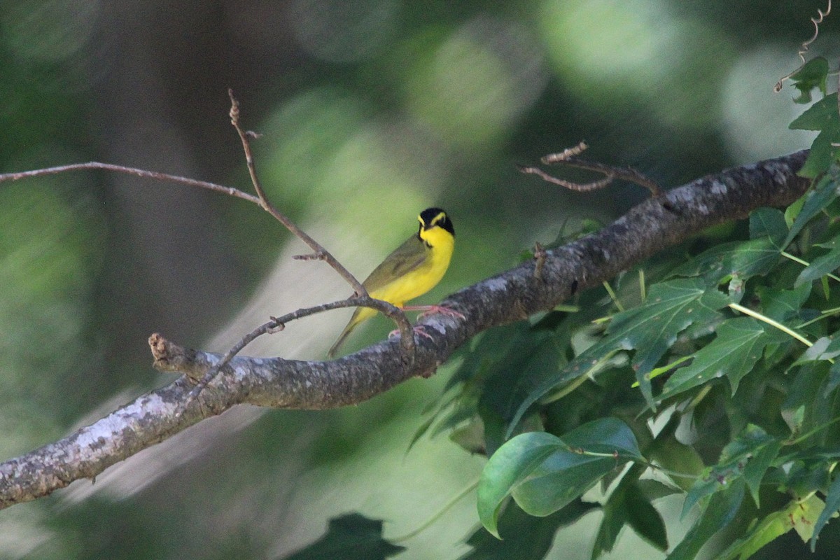 Kentucky Warbler - ML637752252