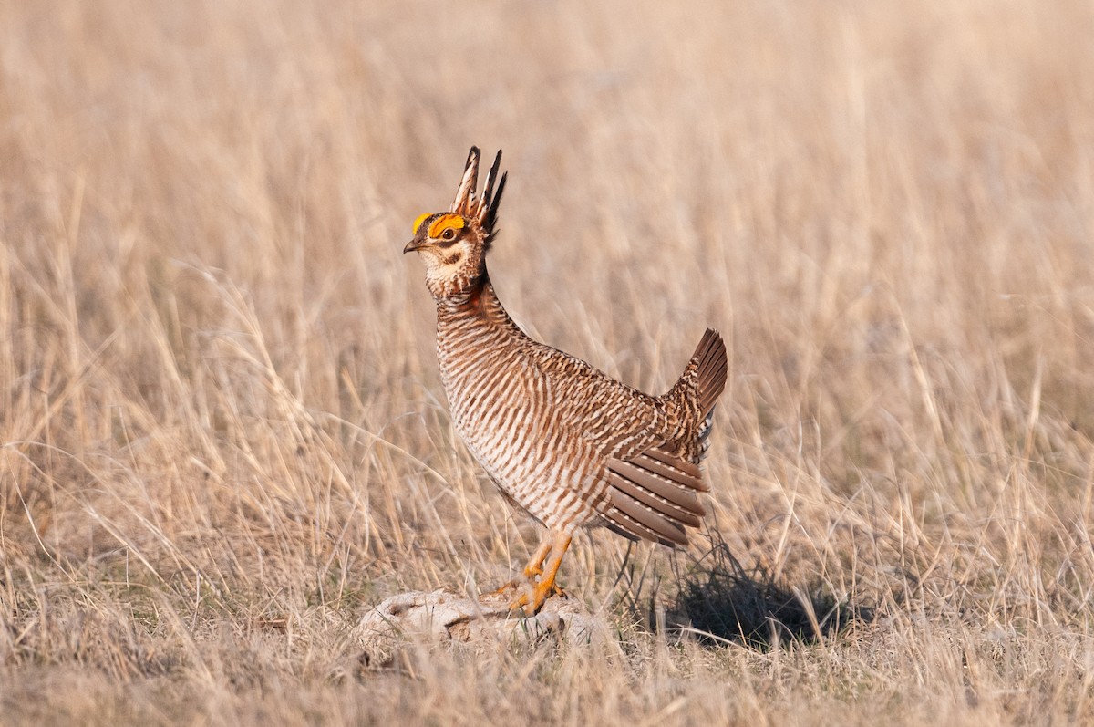 Lesser Prairie-Chicken - ML637752270