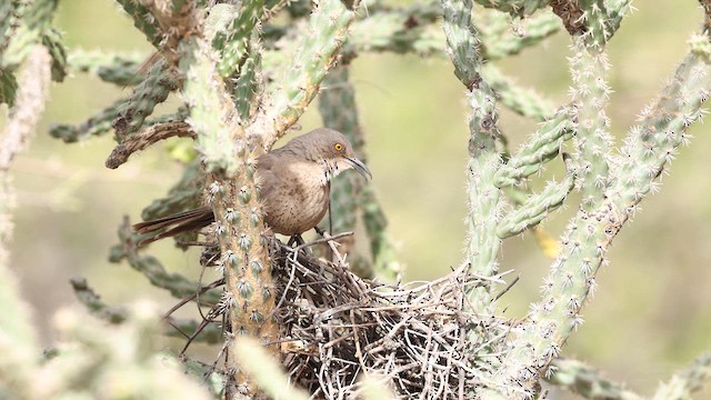 Curve-billed Thrasher - ML637752320