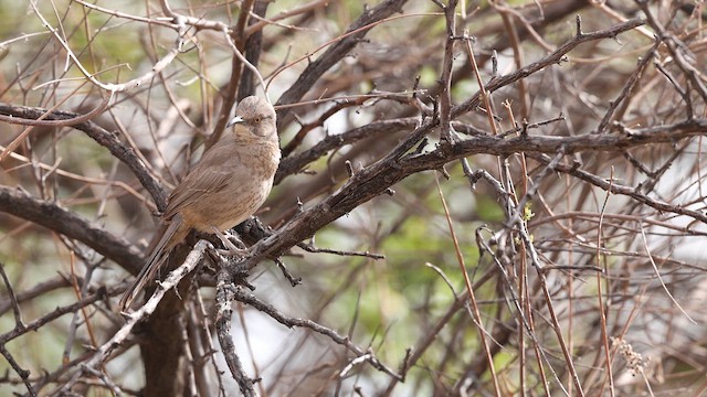 Curve-billed Thrasher - ML637752327
