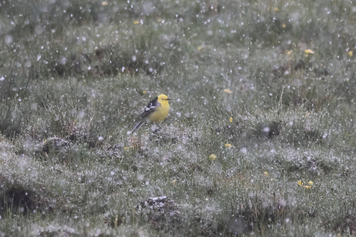 Citrine Wagtail (Black-backed) - ML637752328